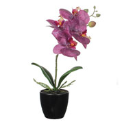 Artificial Plant - Purple Phalaenopsis - MICA